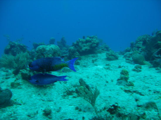 Palancar Reef